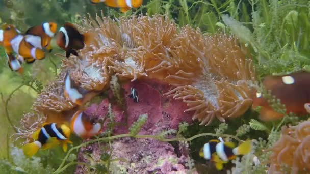 美丽的浅礁在浅水与小组的小珊瑚鱼 普吉岛泰国 — 图库视频影像