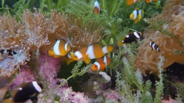 卡通鱼住在蓝海的珊瑚礁里 自然热带媒介例证 — 图库视频影像