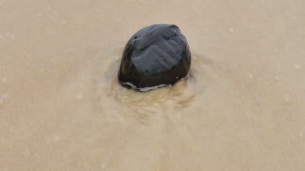 Gedroogde Kokosnoot Nai Harn Strand Het Regenseizoen Altijd Hebben Grote — Stockvideo