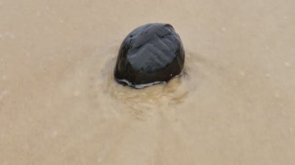 Nai Harn Beach Kurutulmuş Hindistan Cevizi Yağışlı Sezon Her Zaman — Stok video