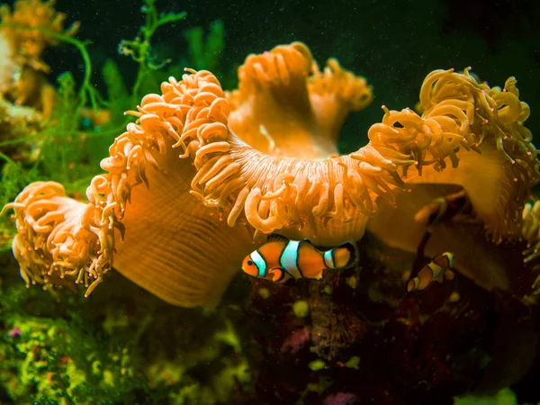 Ψάρια Και Θαλάσσια Ανεμώνη Στην Θάλασσα Andaman Clownfishes Κολυμπάνε Γύρω — Φωτογραφία Αρχείου