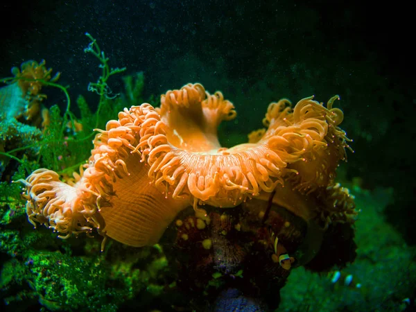 Clownfish Μια Ζωηρόχρωμη Θάλασσα Ανεμώνη Στην Θάλασσα Andaman — Φωτογραφία Αρχείου