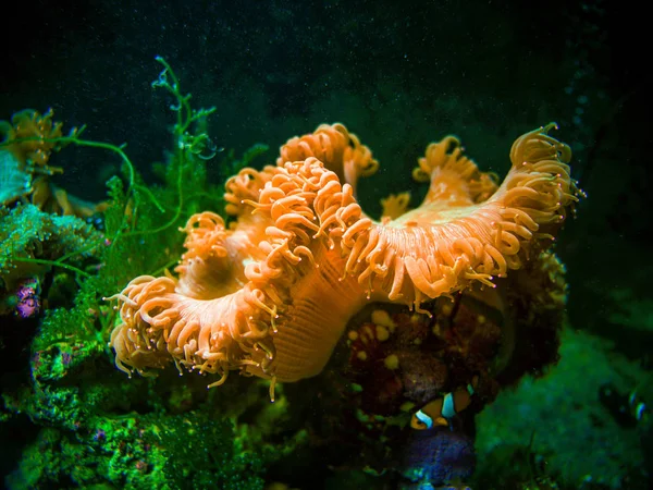 Риби Моря Anemone Андаманського Моря Clownfishes Плавають Навколо Коралових Рифів — стокове фото