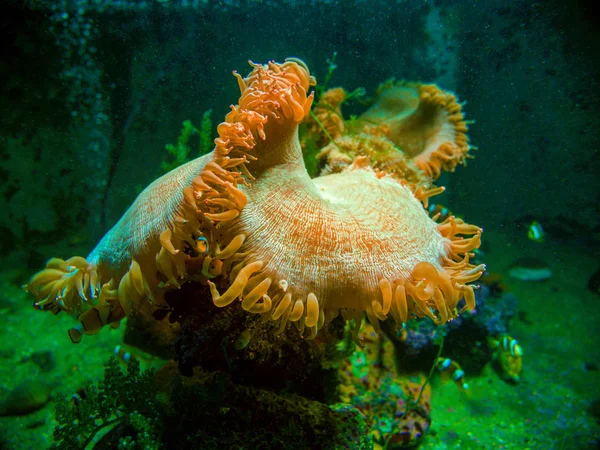 Клоун Барвисті Моря Anemone Андаманське Море — стокове фото