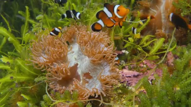 Clownfishes Plavání Kolem Korálových Útesů Barevné Sasanky Andamanském Moři — Stock video