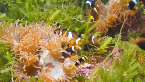 Clownfishes サンゴ礁とアンダマン海で色鮮やかなイソギンチャクの周り泳いでいます — ストック動画
