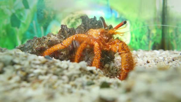 Beautiful Hermit Crab His Shell Close Finding Some Food Sand — Stock Video