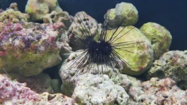 Deniz kestanesi Mayıs oldukça düz ama siyah ve çevresinde dikenli çevrelerindeki türler vardır. Deniz kestanesi cesette çivili. Dikenler sonunda zehirli kistleri vardır.