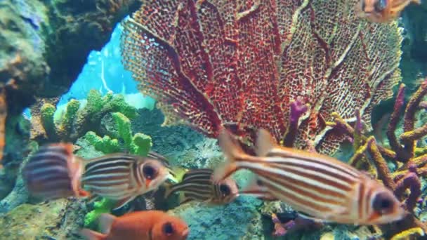 Рыбы Красной Белки Известны Своей Способностью Издавать Разнообразные Щелчки Шлифовальные — стоковое видео