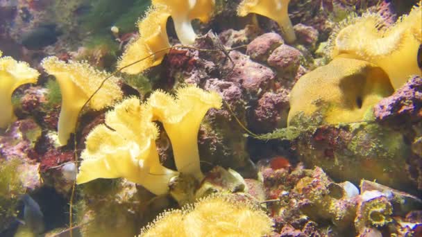 Hermosos Peces Están Nadando Alrededor Los Arrecifes Coral Anémona Mar — Vídeos de Stock