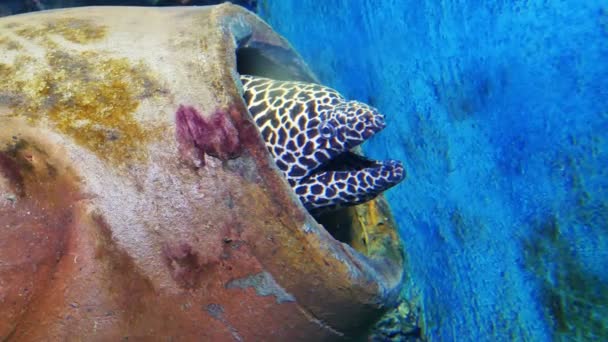 Moray Las Anguilas Esconden Los Arrecifes Coral Salen Mar Anguila — Vídeos de Stock