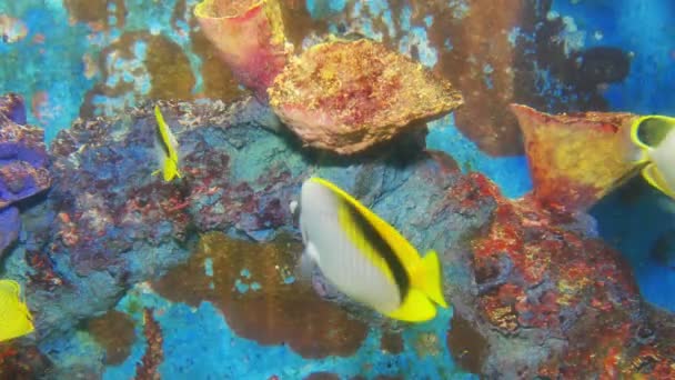 美丽的鱼在珊瑚礁周围游泳 五颜六色的海葵在安达曼 Seacolorful 鱼周围 — 图库视频影像