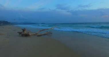 büyük ölü ağaçlar büyük ölü ağaçlar Karon beach dalgalar tarafından paramparça oldu beach.aerial fotoğraf vurdu.