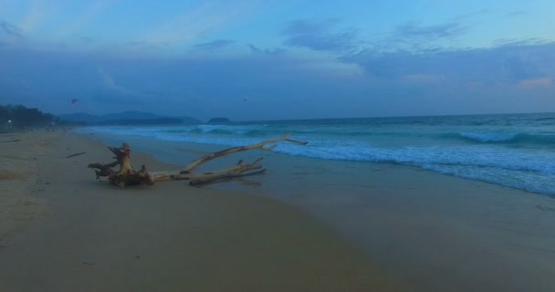 Grande Albero Morto Colpito Sulla Spiaggia Fotografia Aerea Grande Albero — Video Stock