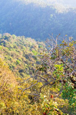 Doi Tung Chiang Rai eyaletinin kuzeyinde Tayland, kışın. Hava serin ve kuru yaprak sarı renkle ağaçlar değişimin olduğunu