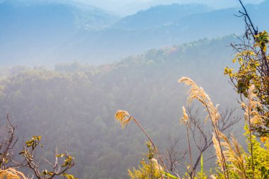 Doi Tung Chiang Rai eyaletinin kuzeyinde Tayland, kışın. Hava serin ve kuru yaprak sarı renkle ağaçlar değişimin olduğunu