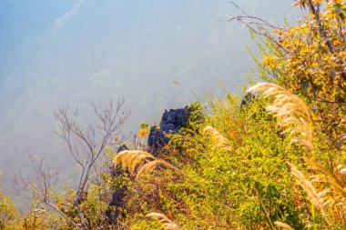 Doi Tung Chiang Rai eyaletinin kuzeyinde Tayland, kışın. Hava serin ve kuru yaprak sarı renkle ağaçlar değişimin olduğunu