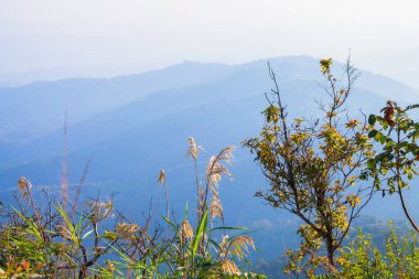 Doi Tung Chiang Rai eyaletinin kuzeyinde Tayland, kışın. Hava serin ve kuru yaprak sarı renkle ağaçlar değişimin olduğunu