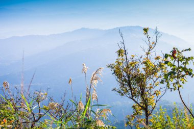 Doi Tung Chiang Rai eyaletinin kuzeyinde Tayland, kışın. Hava serin ve kuru yaprak sarı renkle ağaçlar değişimin olduğunu