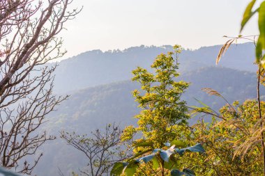 Doi Tung Chiang Rai eyaletinin kuzeyinde Tayland, kışın. Hava serin ve kuru yaprak sarı renkle ağaçlar değişimin olduğunu