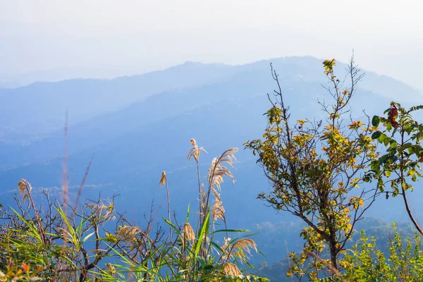 Doi Tung Chiang Rai eyaletinin kuzeyinde Tayland, kışın. Hava serin ve kuru yaprak sarı renkle ağaçlar değişimin olduğunu