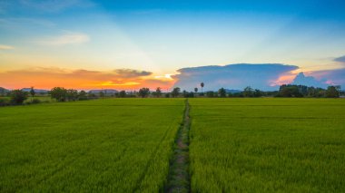 küçük yürüyüş yolu tutmak revel su için grow pirinç için pirinç alan ve kullanın