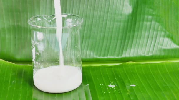 Kokos Skrobanie Aby Zmieszać Wodę Wtedy Wyciska Mleko Kokosowe Żywności — Wideo stockowe