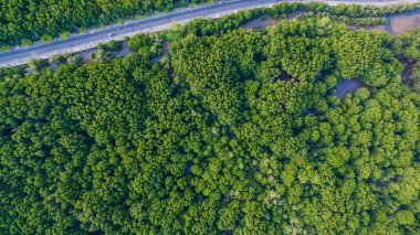mangrov ormanın Phuket Adası ana yolda Sirey Adası'na geçmek