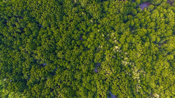 mangrov orman Phuket tersane yanında yukarıda havadan görünümü
