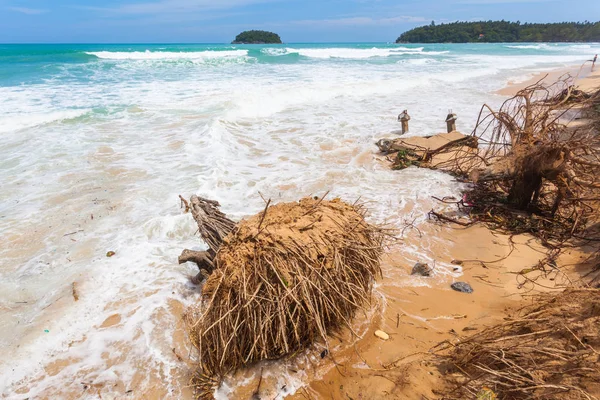big waves hit the Pandanus trees on Kata beach Phuket were shattered during the monsoon season.