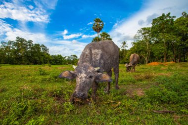 alan eatting grasss mavi gökyüzü gün içinde yeşil alanda ise Buffalo'da bebek yüzü