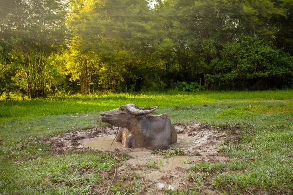 Buffalo muddy in mud pond It is a Buffalo way of life.