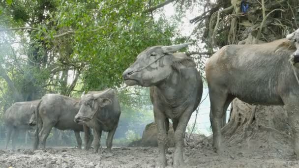 Boer Branden Vuur Rook Voor Beschermen Zijn Buffalo Zonder Insecten — Stockvideo