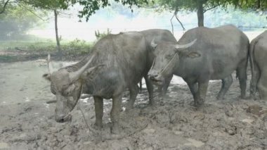 böcek manda ahır çiftçi yanık yangında duman için yapmak için bir sürü korumak onun buffalo böcek yemek olmadan kan
