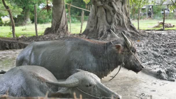 Wiele Owadów Buffalo Stoisko Rolnik Palić Ogień Dymu Dla Ochrony — Wideo stockowe