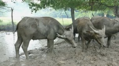 çiftçi için duman yapmak için yanık yangın korumak onun buffalo böcek yemek olmadan kan