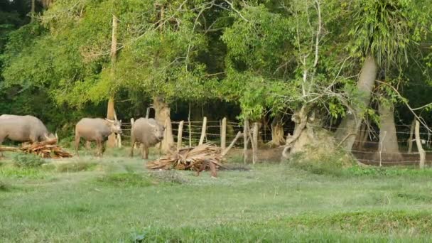 troupeau de bisons revenir du champ d'herbe à la stalle dans la soirée 