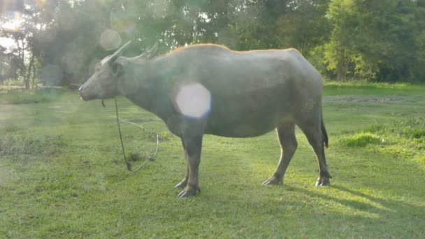 散景日落时分在水牛上的镜头耀斑在水牛 而它吃草在绿色的领域 — 图库视频影像