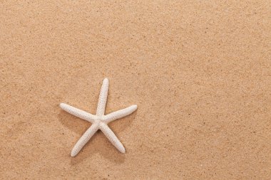 yaz tatil tatil denizyıldızı kum ve kopya alanı ile sahnede kumlu plaj