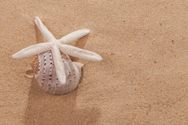 Zandstrand Scène Zomervakantie Met Zeester Schaaldieren Zand Kopie Ruimte — Stockfoto