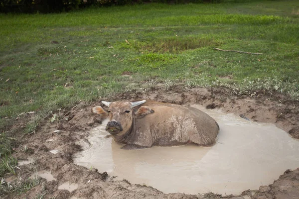Buffalo muddy in mud pond It is a Buffalo way of life.