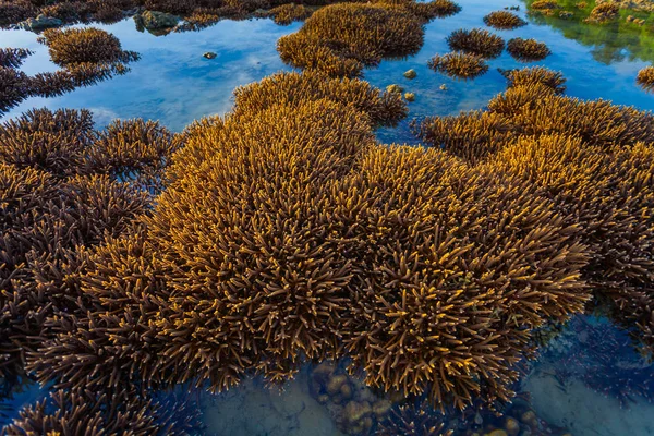 Κοραλλιογενής Ύφαλος Που Αναδύεται Από Νερό Μειωμένο Επίπεδο Νερού — Φωτογραφία Αρχείου