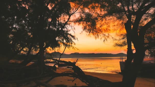 时间流逝第一日出通过在沙滩上的松树 — 图库视频影像