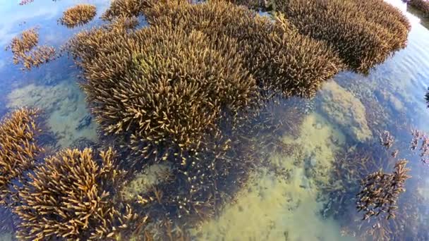 Recife Coral Emerge Água Nível Água Reduzido Durante Maré Baixa — Vídeo de Stock