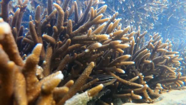 Recife Coral Emerge Água Nível Água Reduzido Durante Maré Baixa — Vídeo de Stock