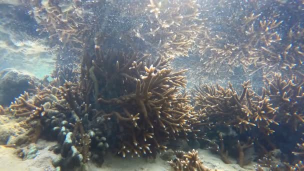 Coral Reef Blijkt Uit Het Water Bij Een Verminderde Water — Stockvideo