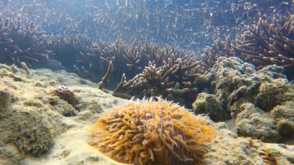 Coral Reef Wyłania Się Wody Zmniejszonym Level Odpływu Widać Dużo — Wideo stockowe