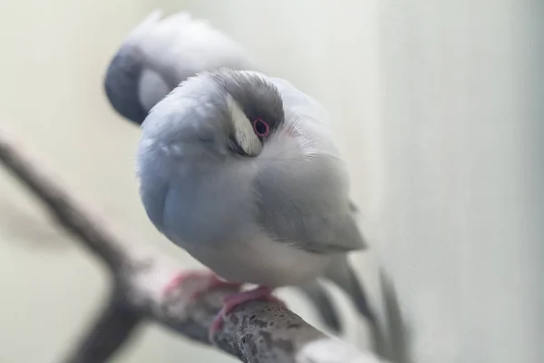 Niedliche Bunte Sonne Zaubert Papageienvögel Auf Den Ast — Stockfoto