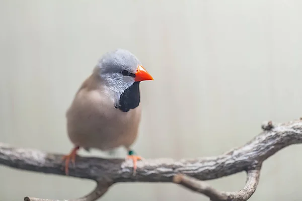 Roztomilé Barevné Ptáky Slunce Conure Papoušek Větvi — Stock fotografie