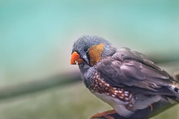 Niedliche Bunte Sonne Zaubert Papageienvögel Auf Den Ast — Stockfoto